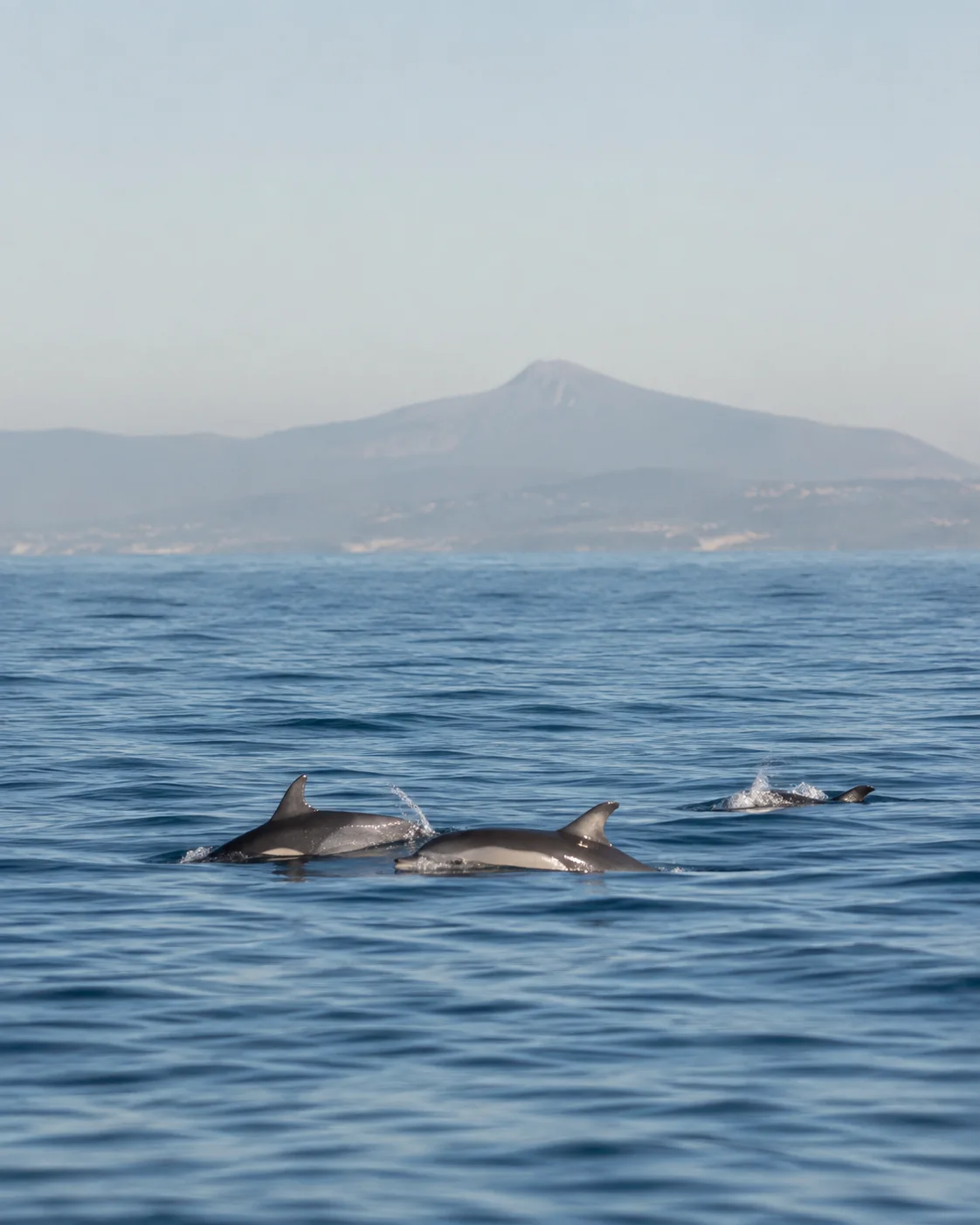 Delfines comunes nadando en aguas abiertas del Estrecho de Gibraltar cerca de Tarifa